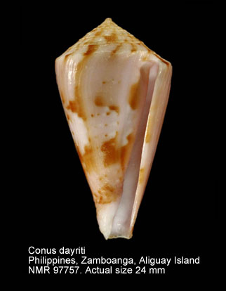 Conus dayriti.jpg - Conus dayriti Röckel & da Motta,1983